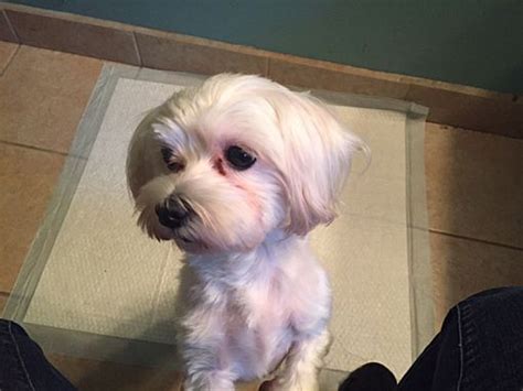 Show search filters. . Maltese rescue new jersey
